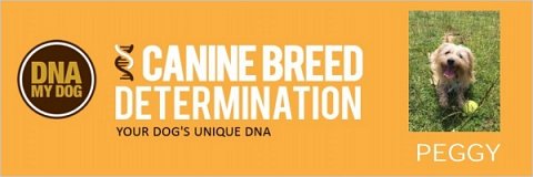 The top of Peggy’s Canine Breed Determination report, customized with her name and photo.
