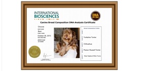 DNA My Dog Breed DNA Test