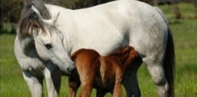 Equine DNA Typing and Parentage Testing