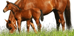 Equine DNA Parentage Test