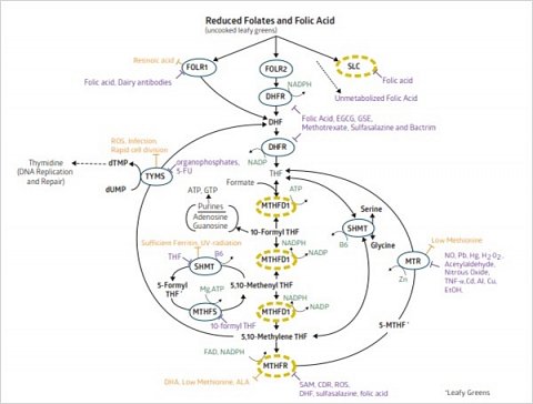 My personalised folate cycle diagram.
