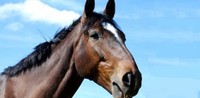 Equine Genetic Disease Testing