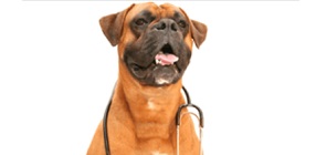 Canine Inherited Disease Screening