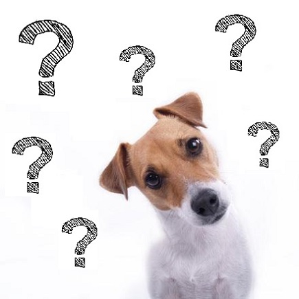 9 questions about your dog that a DNA test could answer!