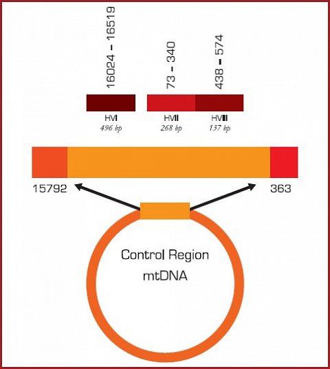 The different regions of mitochondrial DNA that are analysed for the report.