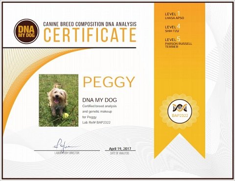 Peggy’s Canine Breed Composition Analysis Certificate.