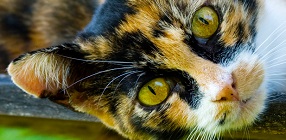 PKD DNA Testing for Cats