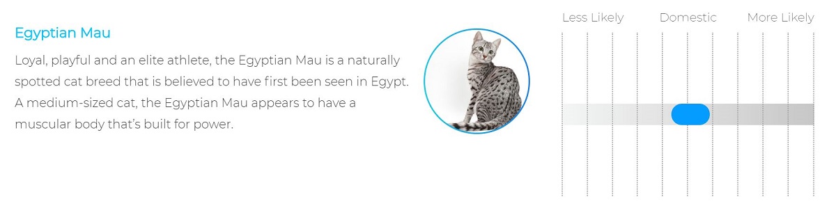 My cat’s first DNA match: the Egyptian Mau.