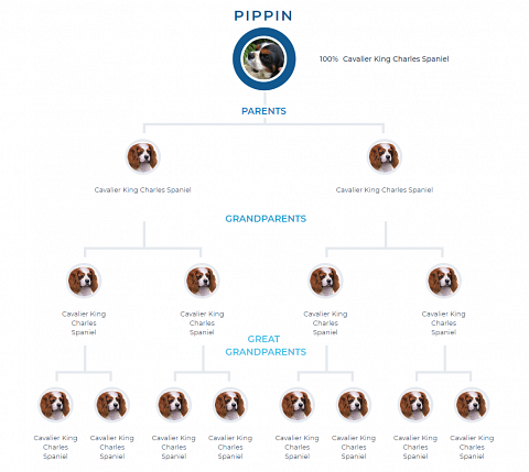 My dog’s family tree.
