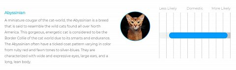 My cat’s second DNA match: Abyssinian.