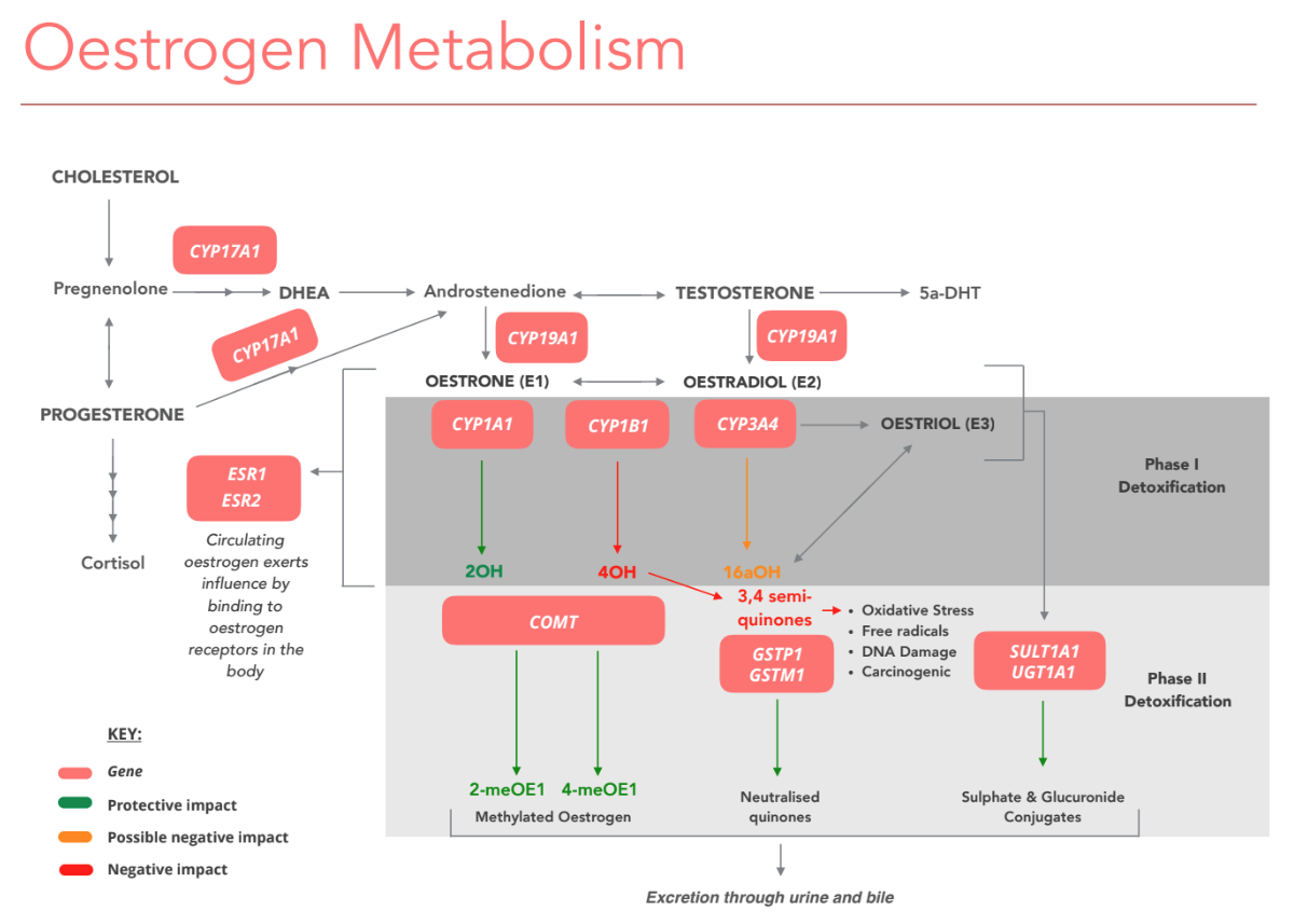 A diagram showing oestrogen metabolism.