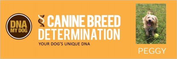 The top of Peggy’s Canine Breed Determination report, customised with her name and photo.