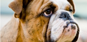 Genetic Testing for Canine Coat Colour and Pattern