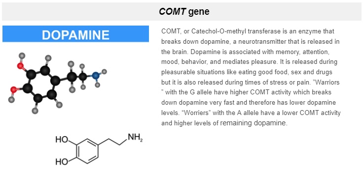 Information about the COMT transferase enzyme.
