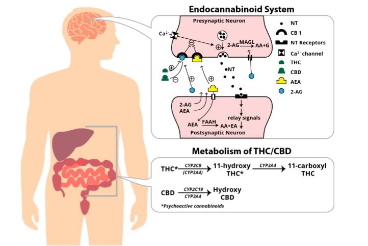 A diagram showing the endocannabinoid system and cannabinoid metabolism.