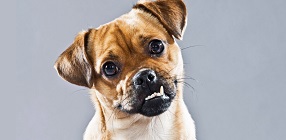 Dog Inherited Disease & Trait Test
