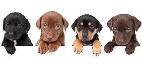 Canine DNA Profiling and Parentage Analysis