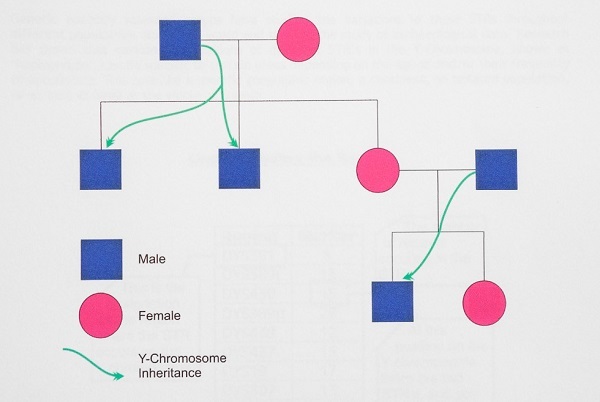 A chart explaining how the Y chromosome is inherited.