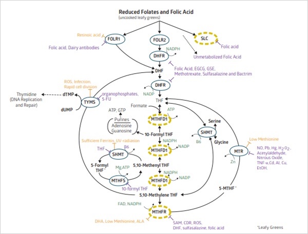 My personalized folate cycle diagram.