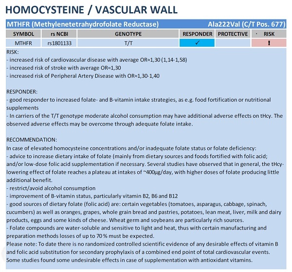 My homocysteine / vascular wall summary.