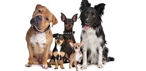 Dog Inherited Disease Test