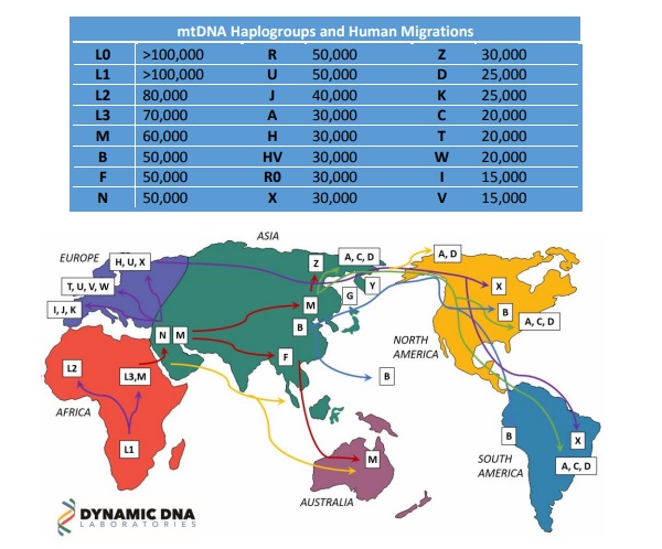 Map showing the migratory routes associated with different haplogroups.