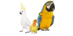 DNA Gender Test for Parrots