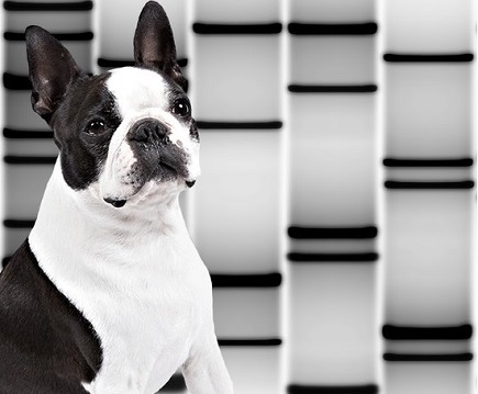 Pet DNA Profile 2