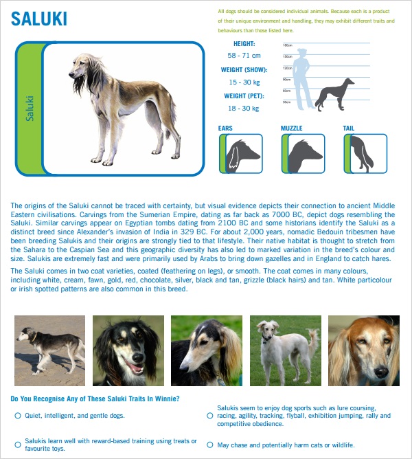 The Saluki breed profile.