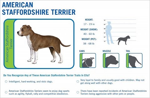American Staffordshire Terrier chart.